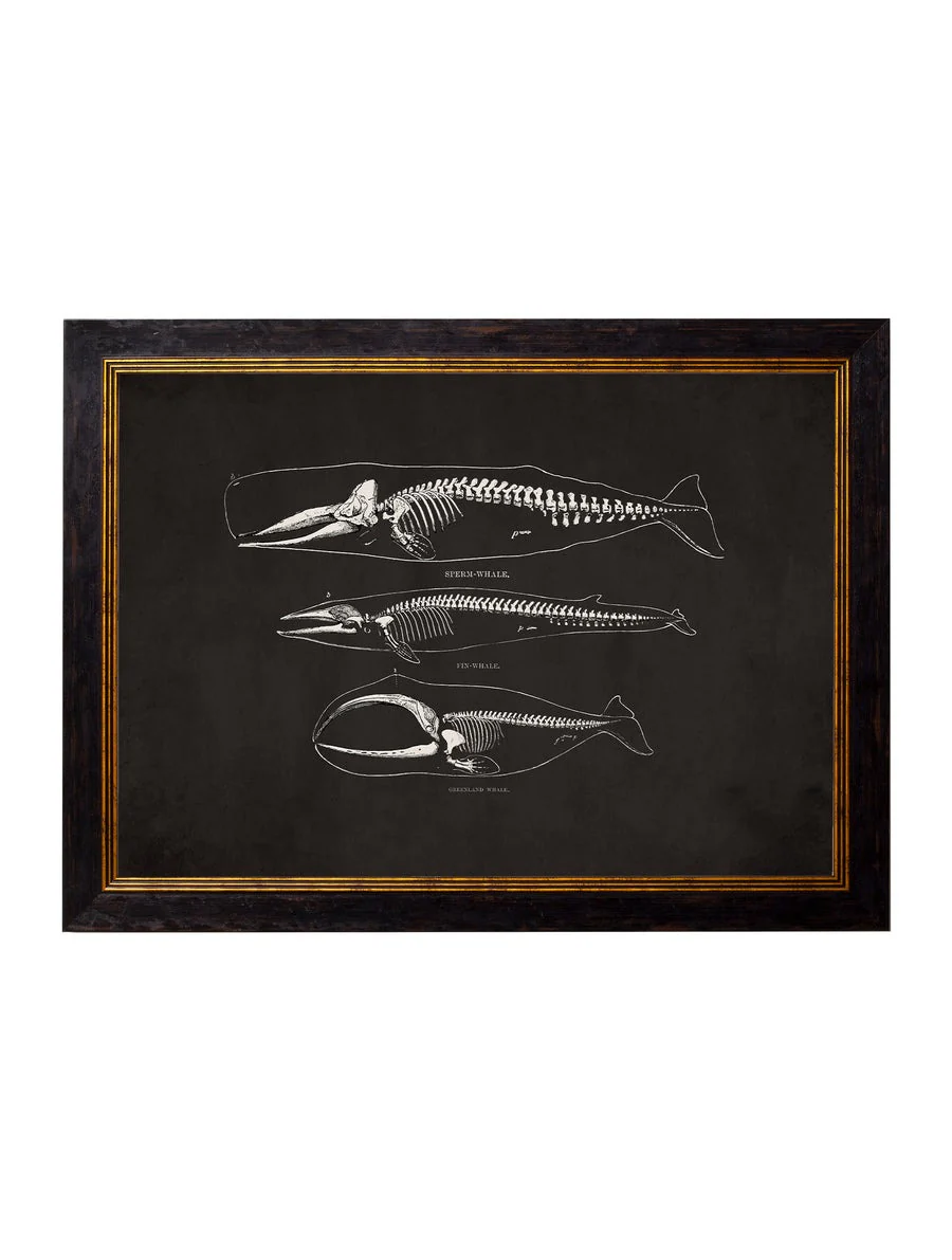 Anatomical Animal Skeletons with Black Background – Oxford Slim Framed Print - Image 2
