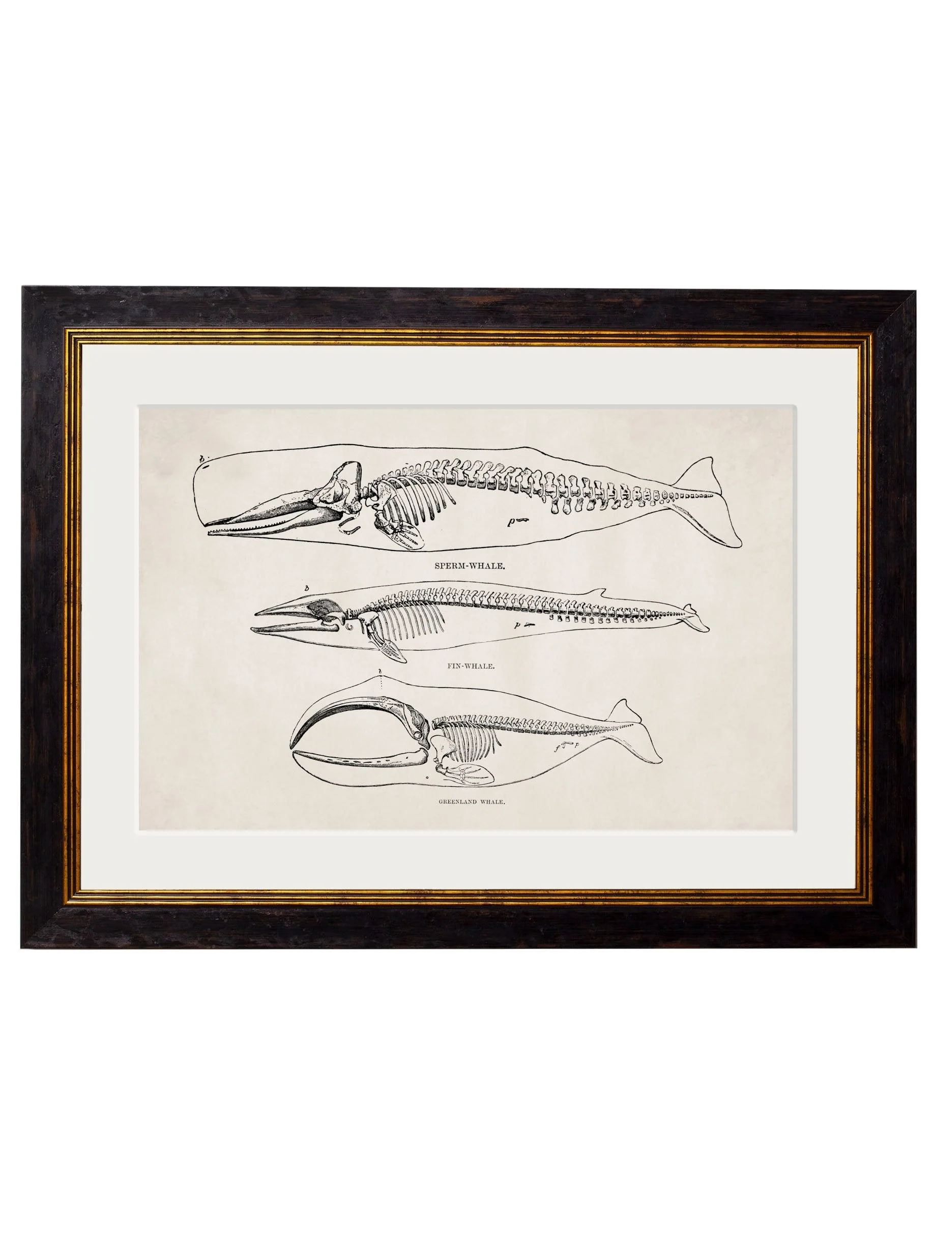 Anatomical Animal Skeletons with White Background – Oxford Slim Framed Print - Image 2