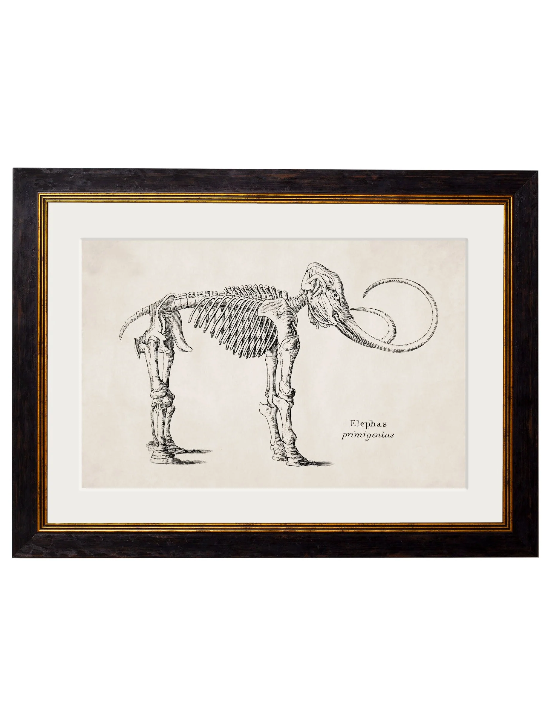 Anatomical Animal Skeletons with White Background – Oxford Slim Framed Print - Image 3