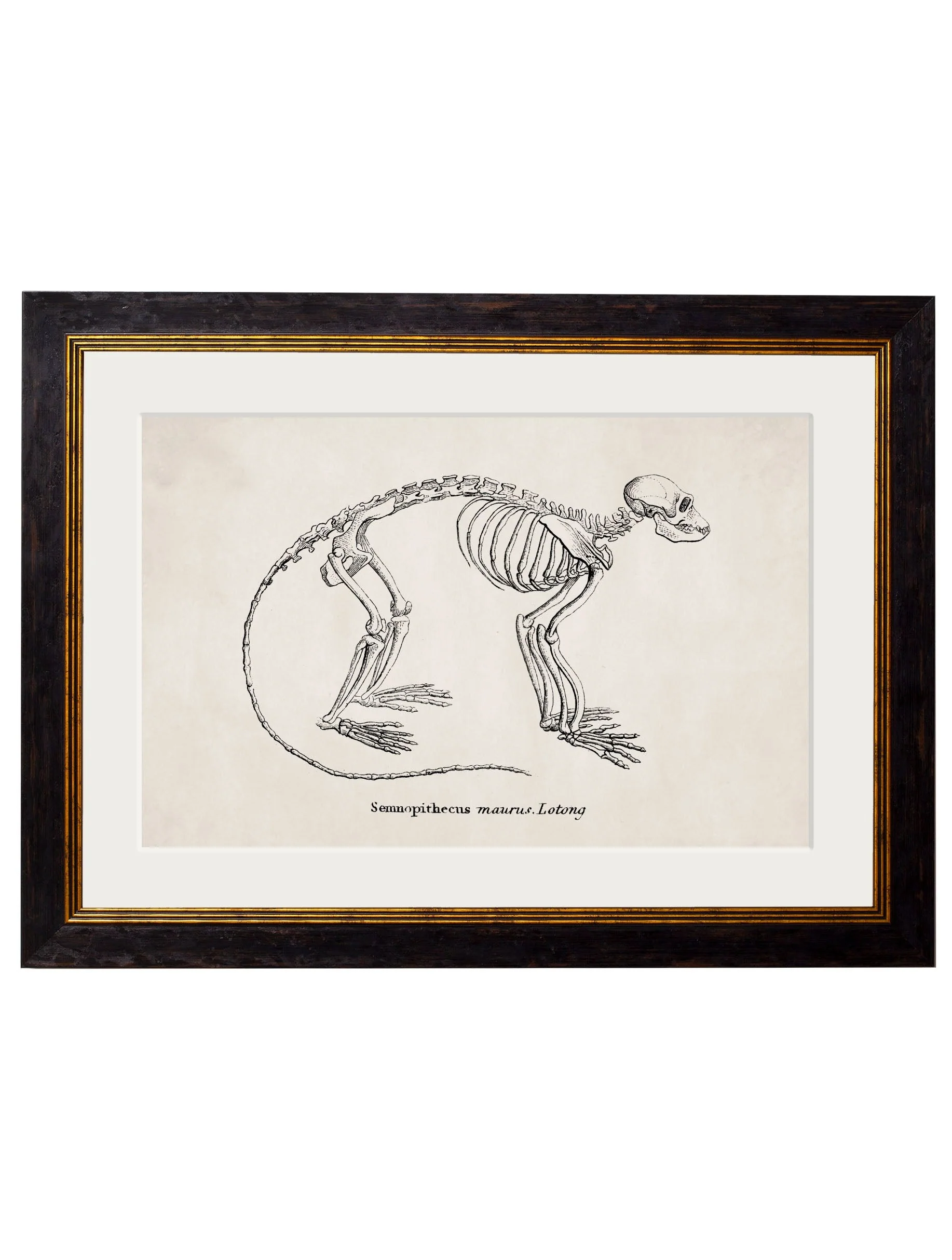 Anatomical Animal Skeletons with White Background – Oxford Slim Framed Print - Image 4
