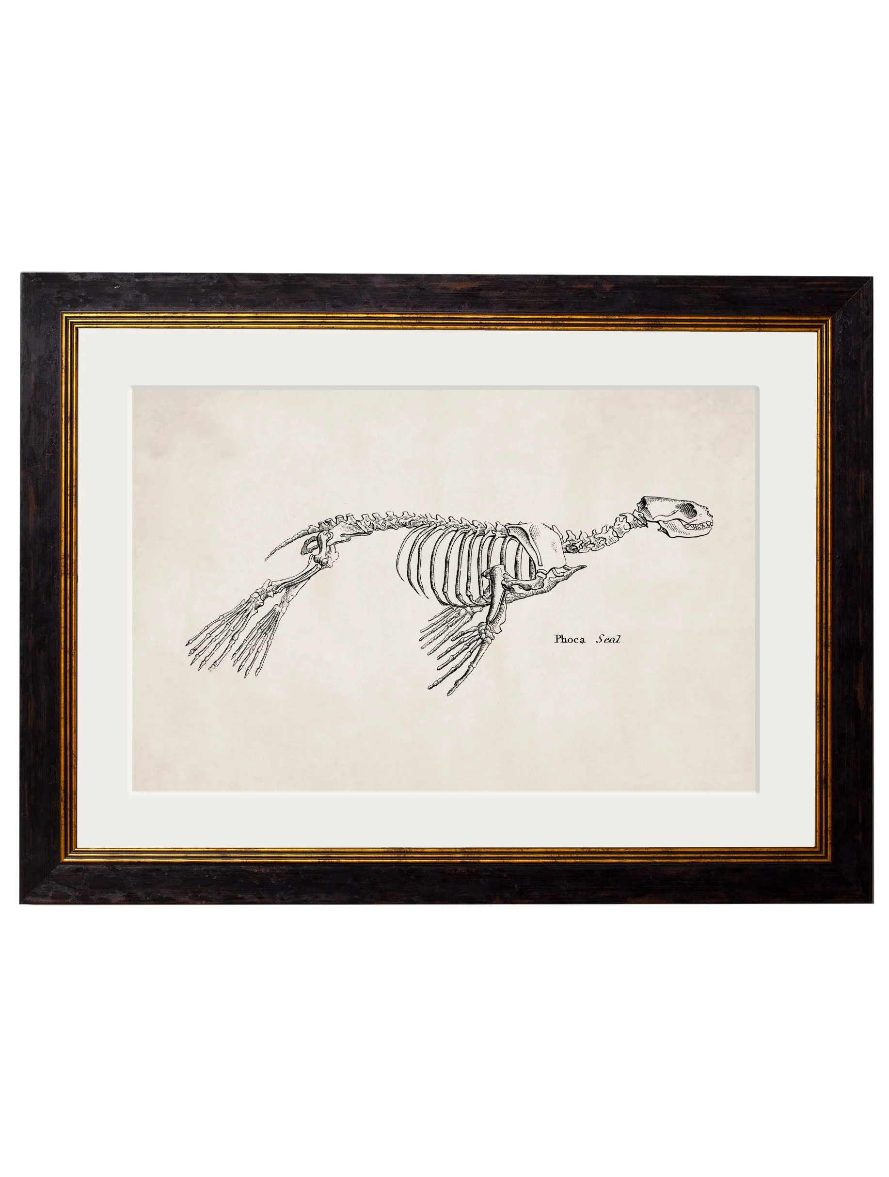 Anatomical Animal Skeletons with White Background – Oxford Slim Framed Print - Image 5