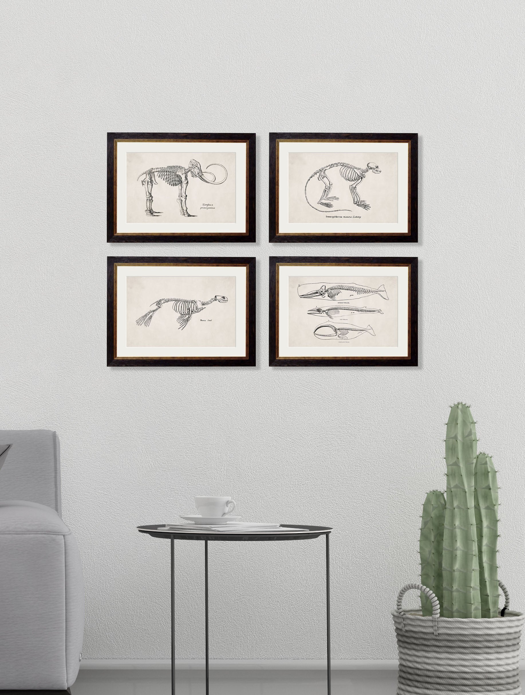 Anatomical Animal Skeletons with White Background – Oxford Slim Framed Print - Image 6