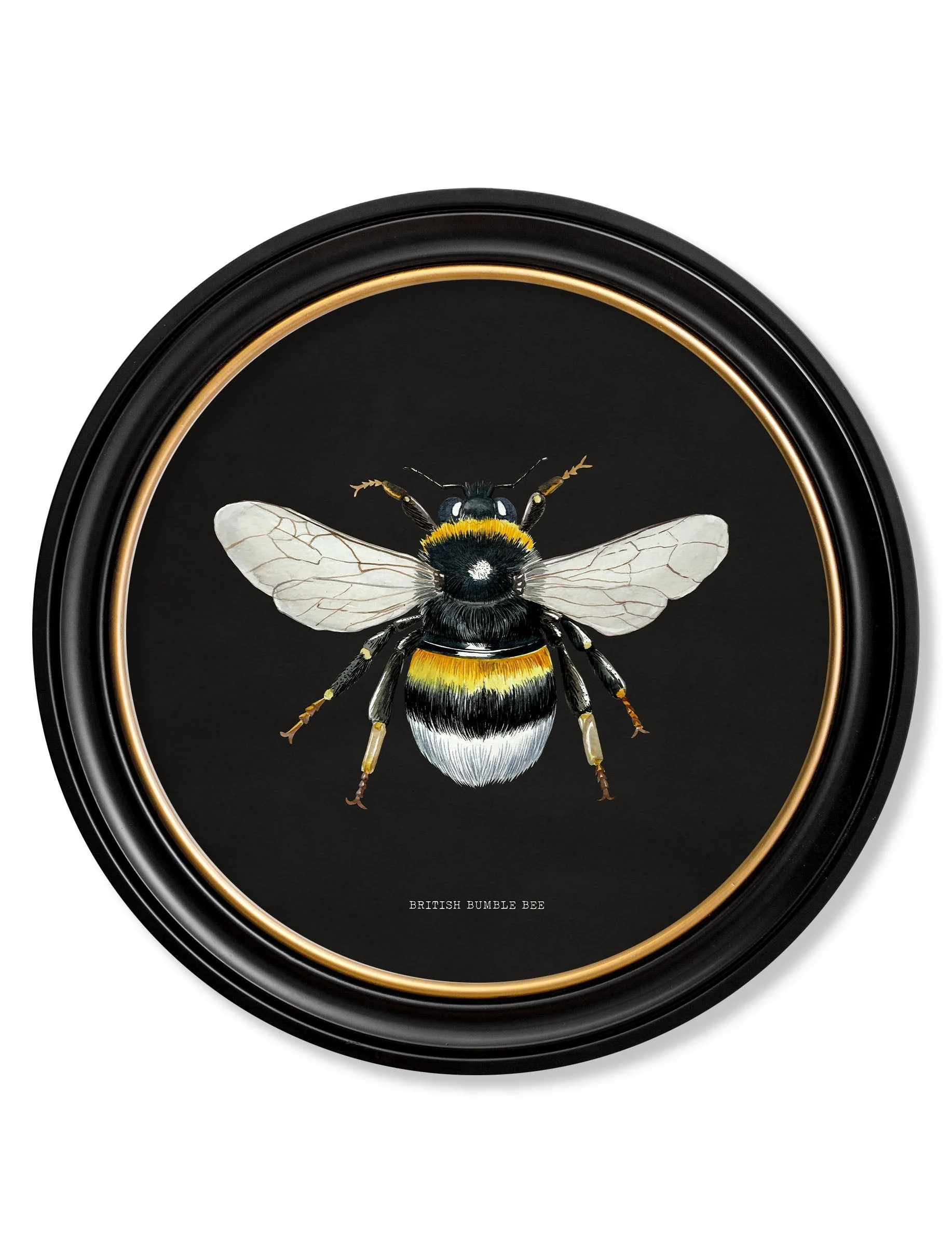 British Bees with Black Background – Oxford Round Framed Print - Image 2