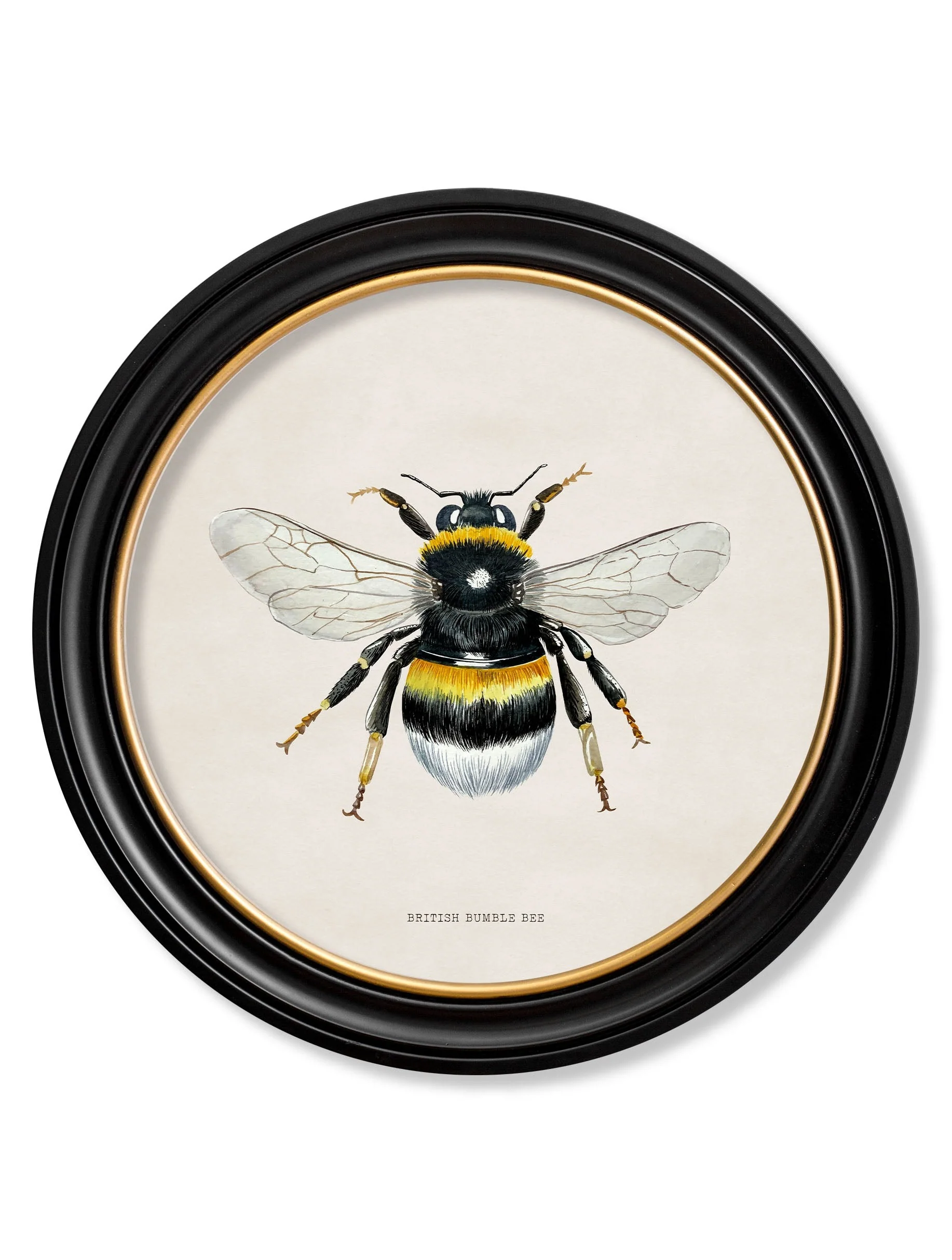 British Bees with White Background – Oxford Round Framed Print - Image 2