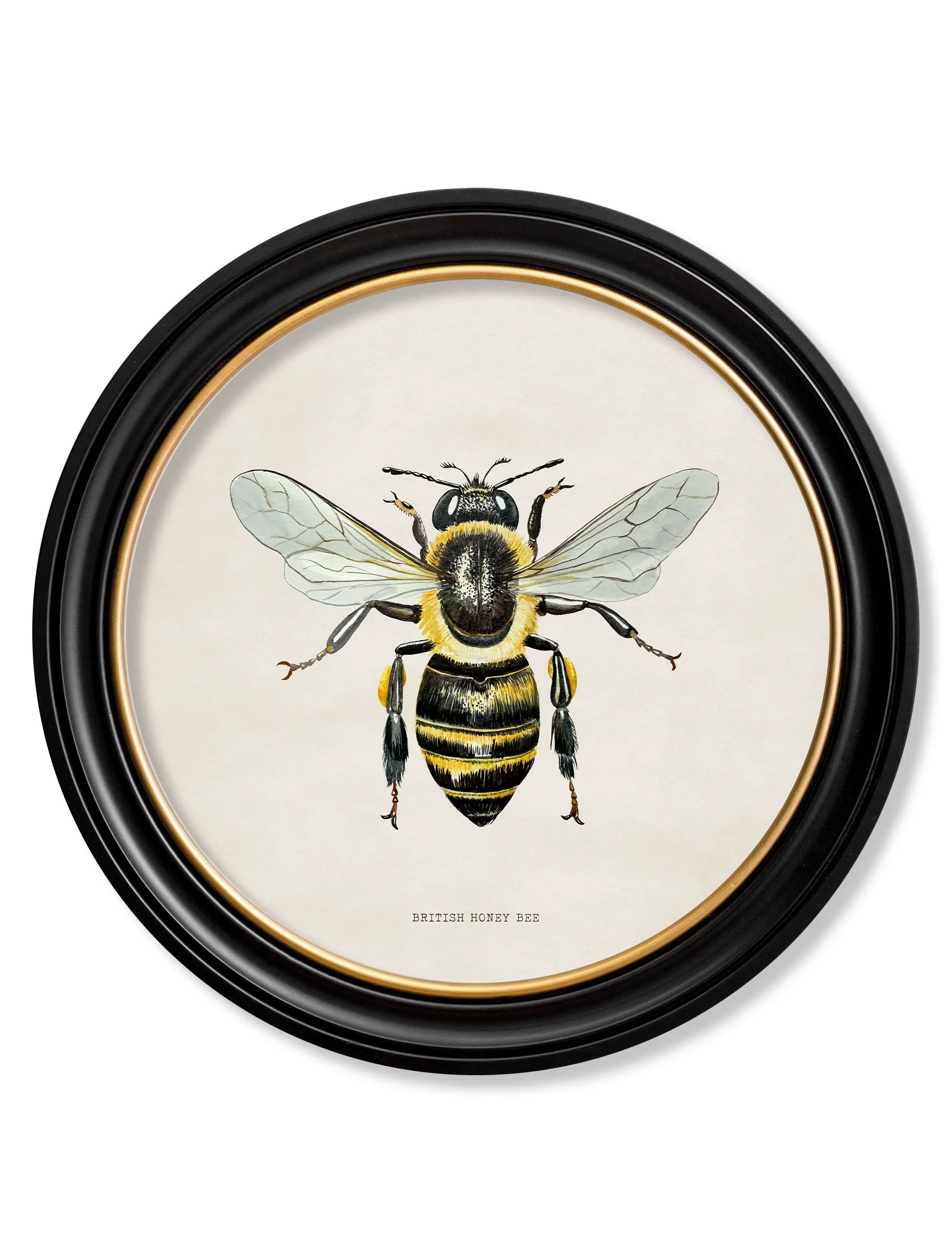 British Bees with White Background – Oxford Round Framed Print - Image 3