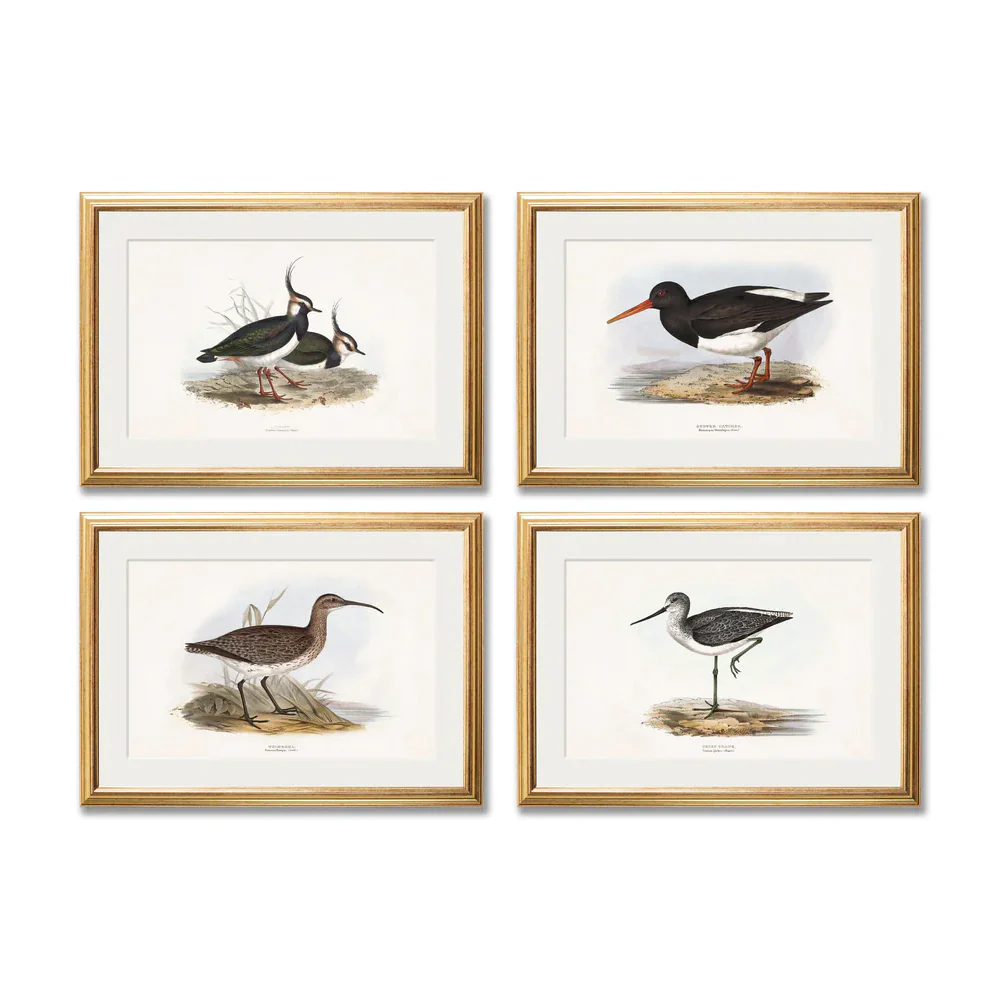 British Coastal Birds – Gold Slim Framed Print