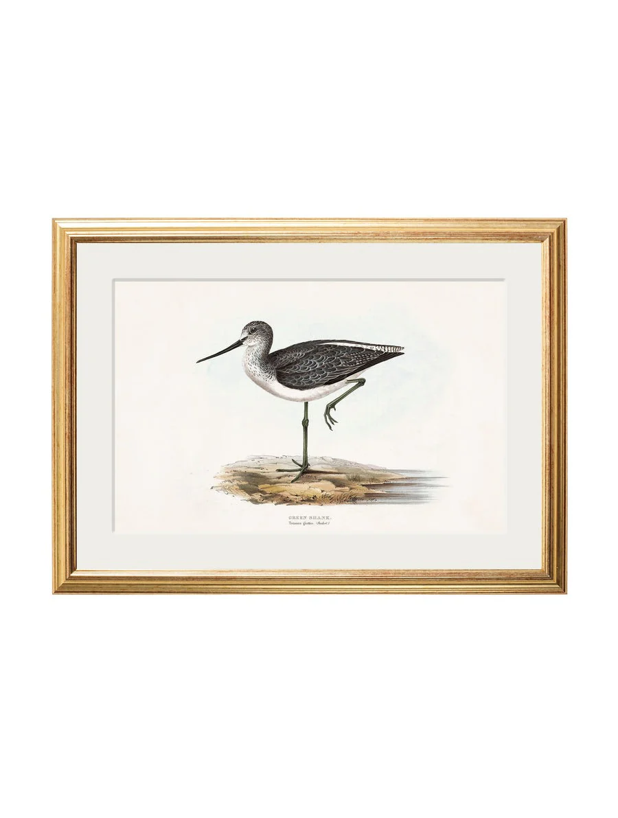 British Coastal Birds – Gold Slim Framed Print - Image 2
