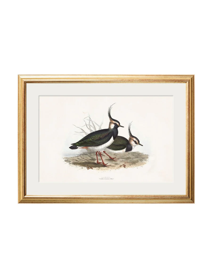 British Coastal Birds – Gold Slim Framed Print - Image 3