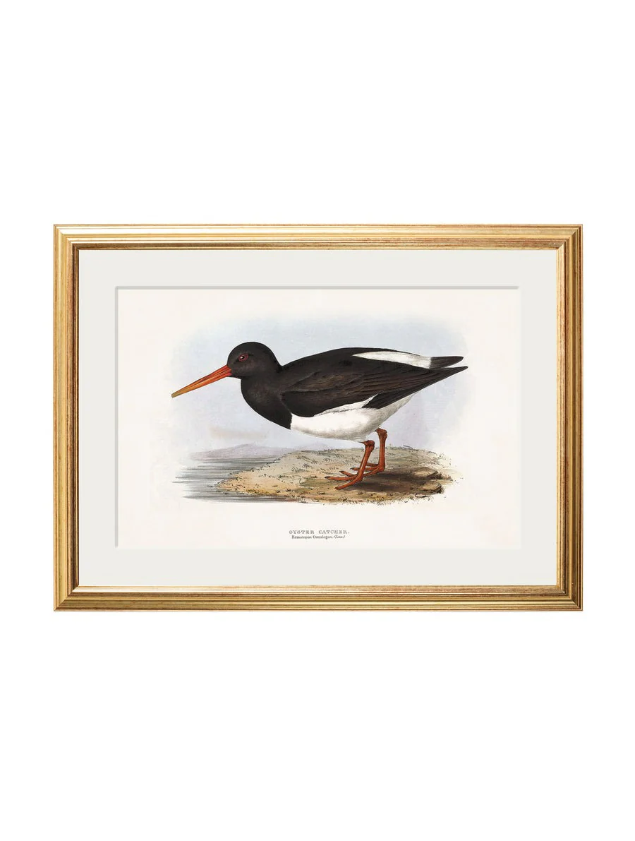 British Coastal Birds – Gold Slim Framed Print - Image 4
