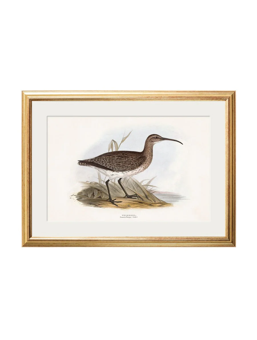 British Coastal Birds – Gold Slim Framed Print - Image 5