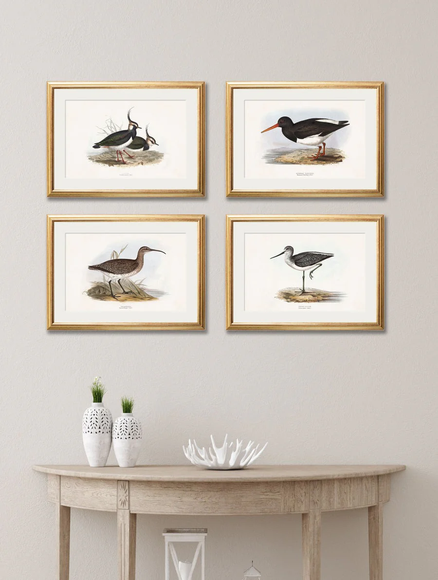 British Coastal Birds – Gold Slim Framed Print - Image 6