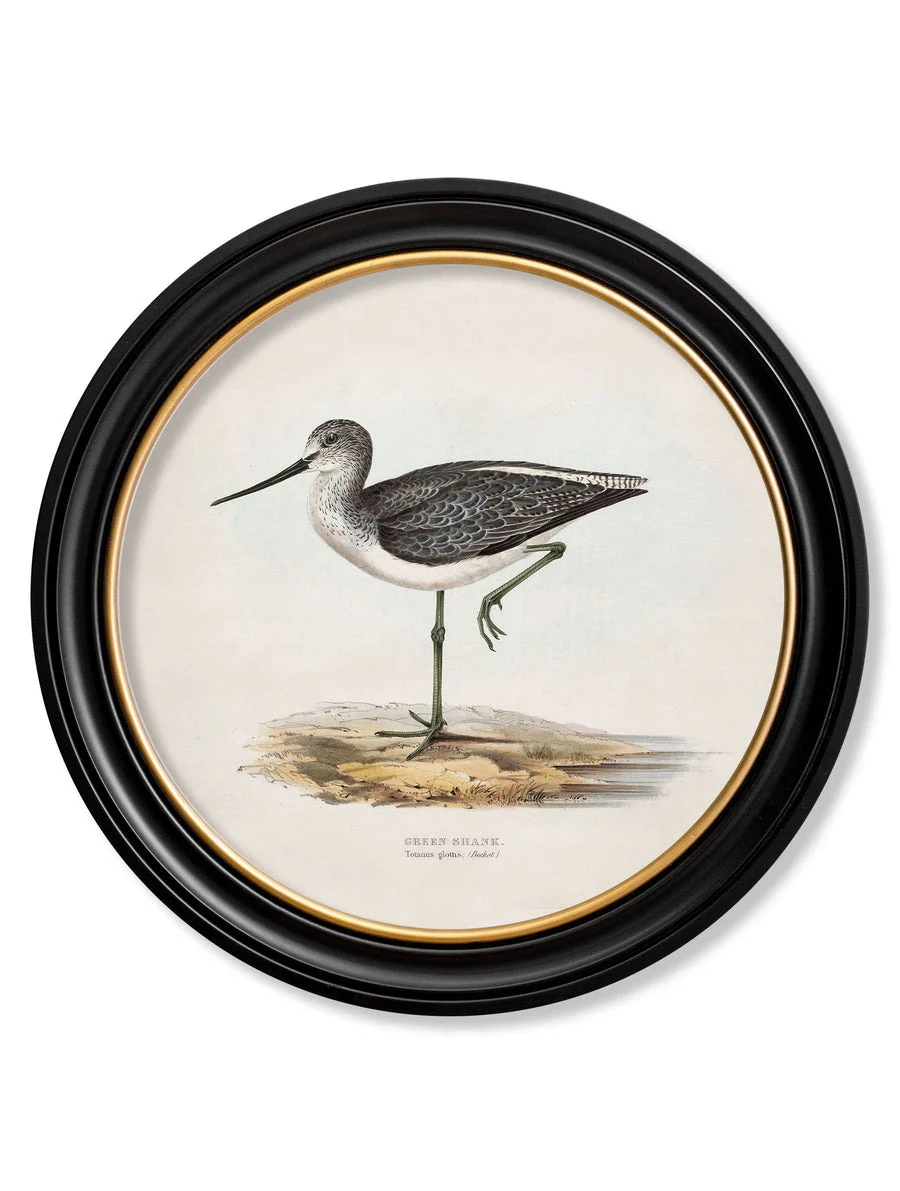 British Coastal Birds – Oxford Round Framed Print - Image 2