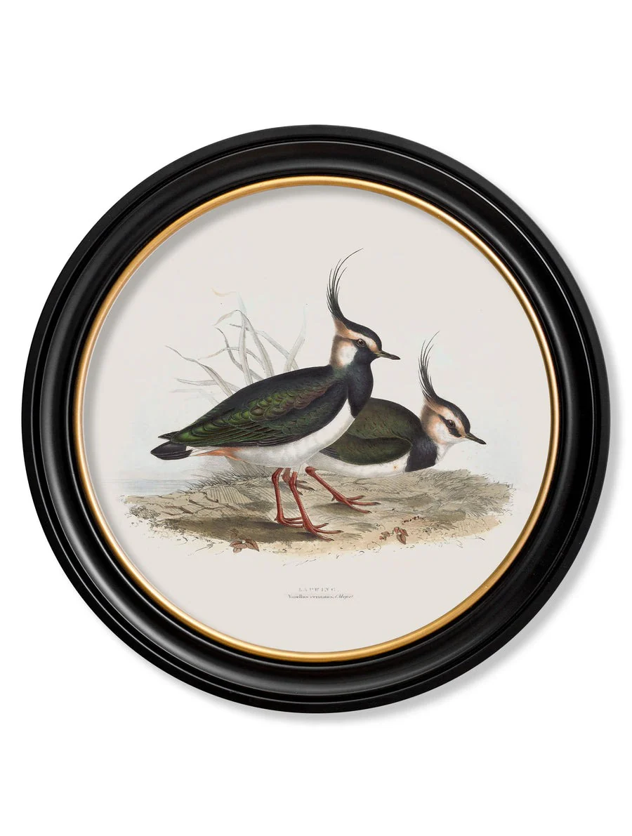 British Coastal Birds – Oxford Round Framed Print - Image 3