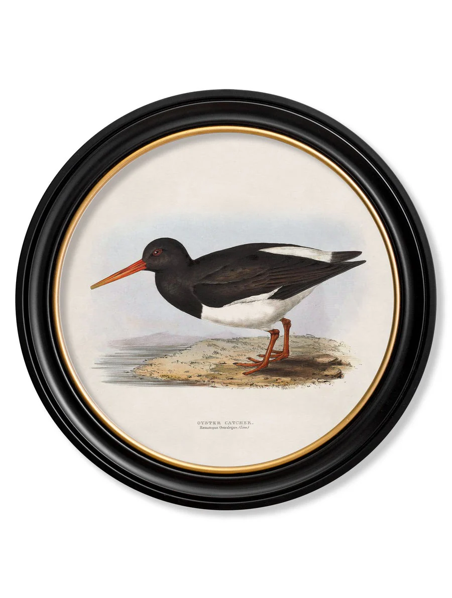 British Coastal Birds – Oxford Round Framed Print - Image 4