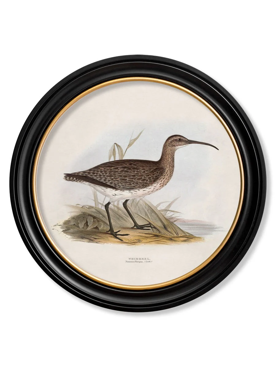 British Coastal Birds – Oxford Round Framed Print - Image 5