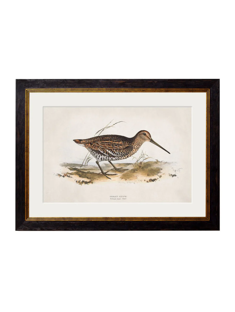 British Game Birds – Oxford Slim Framed Print - Image 3