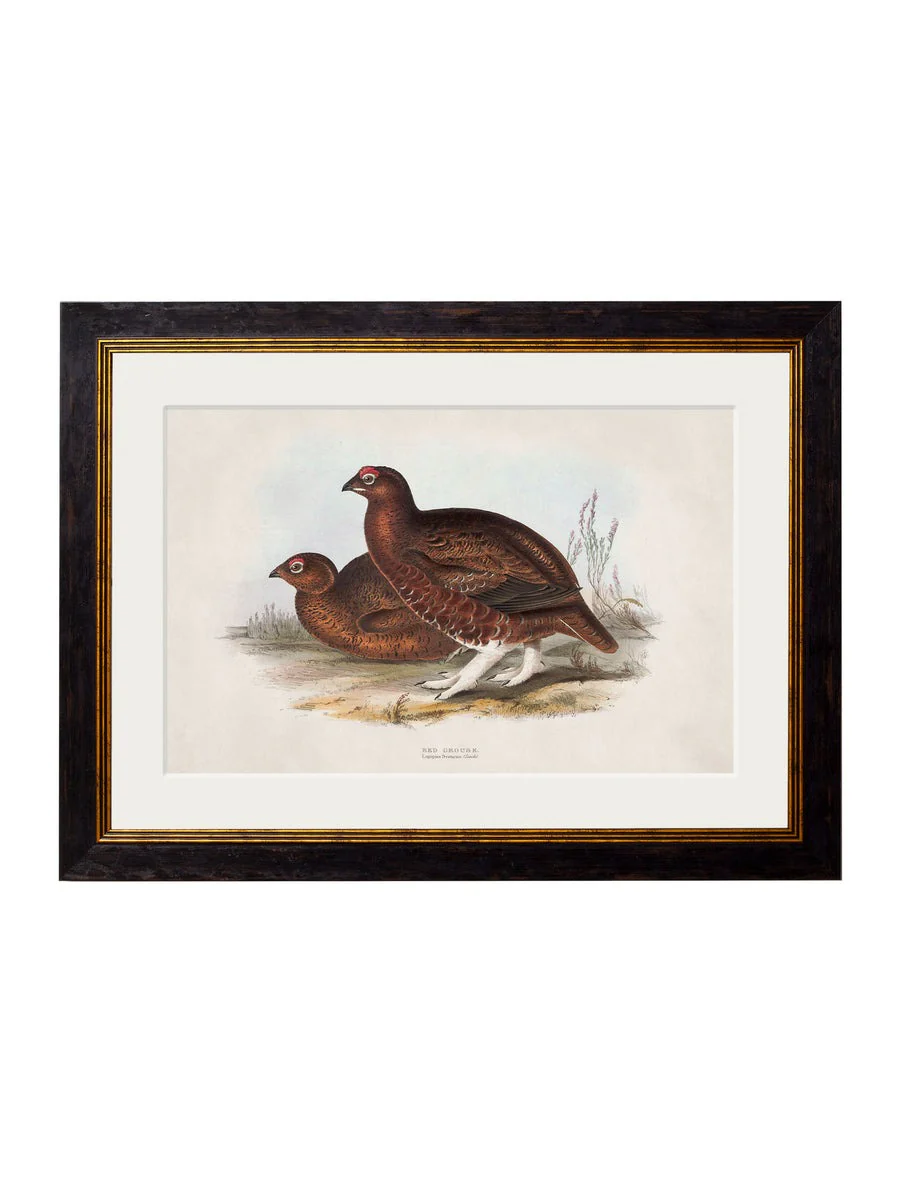 British Game Birds – Oxford Slim Framed Print - Image 4