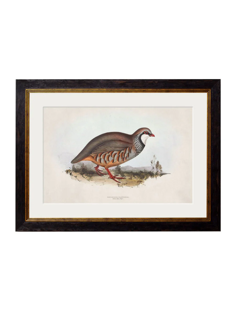 British Game Birds – Oxford Slim Framed Print - Image 5