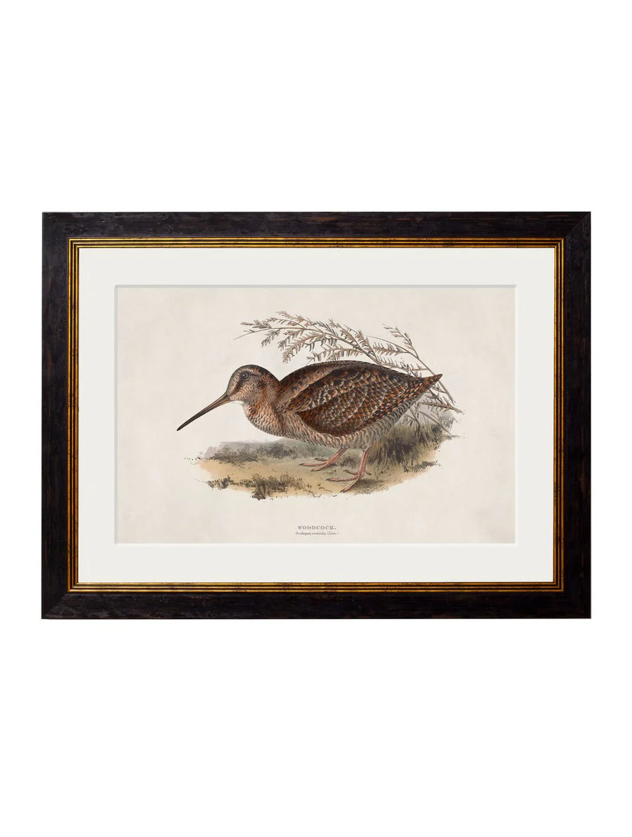 British Game Birds – Oxford Slim Framed Print - Image 6