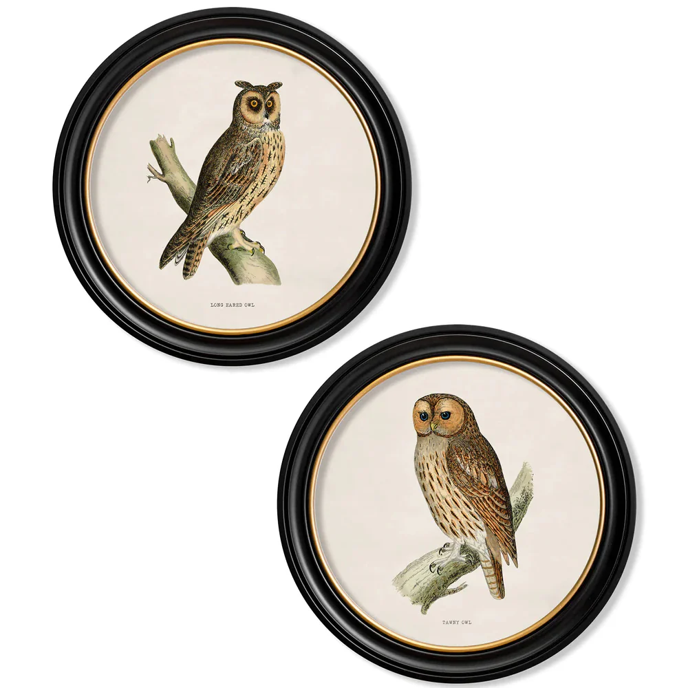 British Owls – Oxford Round Framed Print