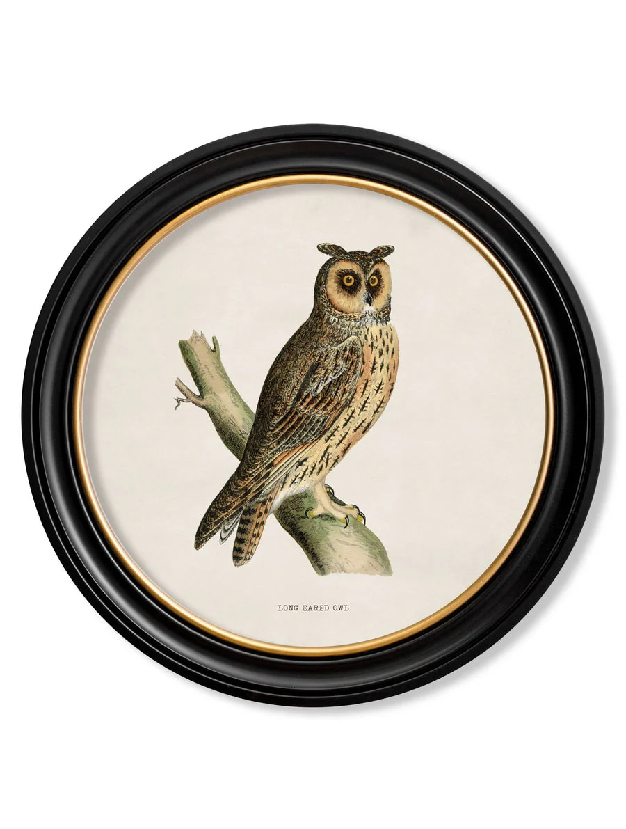 British Owls – Oxford Round Framed Print - Image 3
