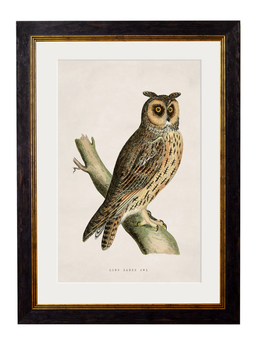 British Owls – Oxford Slim Framed Print - Image 2