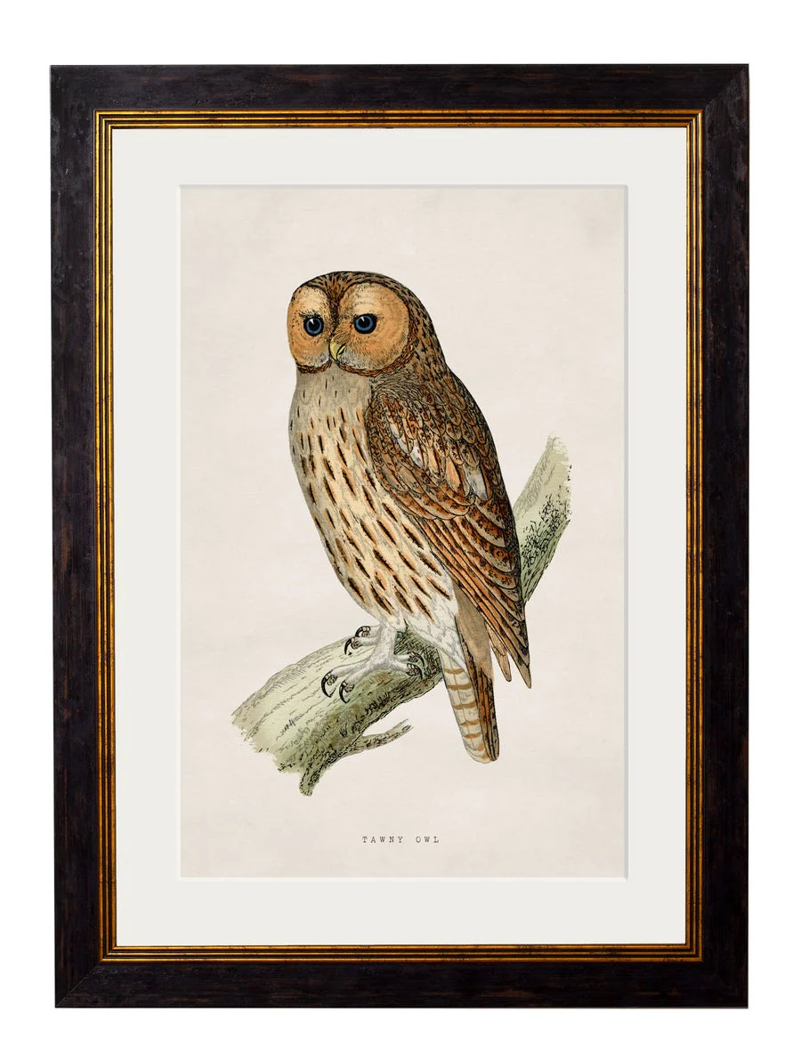 British Owls – Oxford Slim Framed Print - Image 3