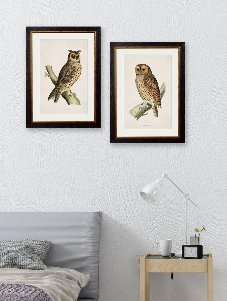 British Owls – Oxford Slim Framed Print - Image 4