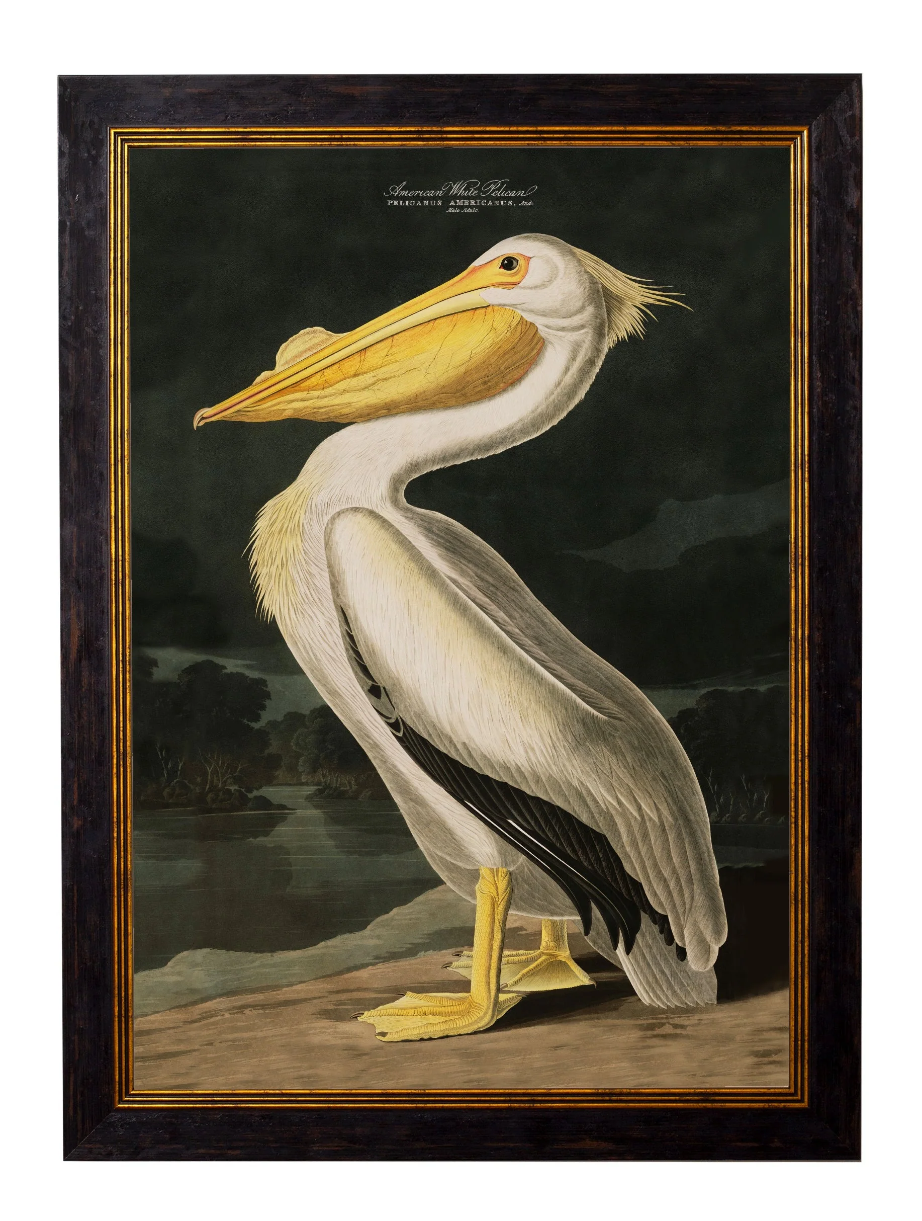 c.1838 Audubon's Birds of America - Image 2