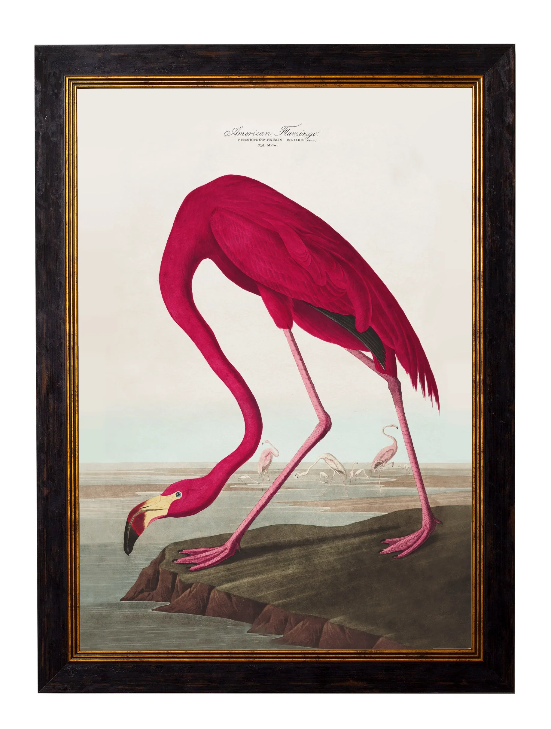 c.1838 Audubon's Birds of America - Image 3