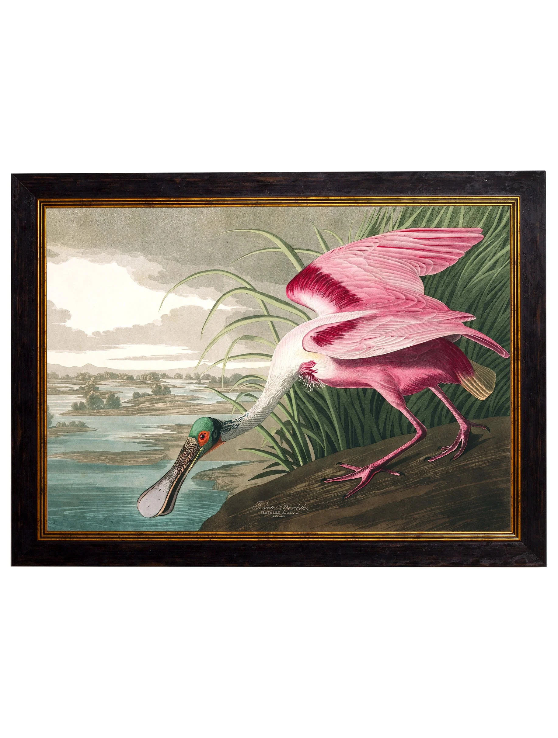 c.1838 Audubon's Birds of America - Image 4