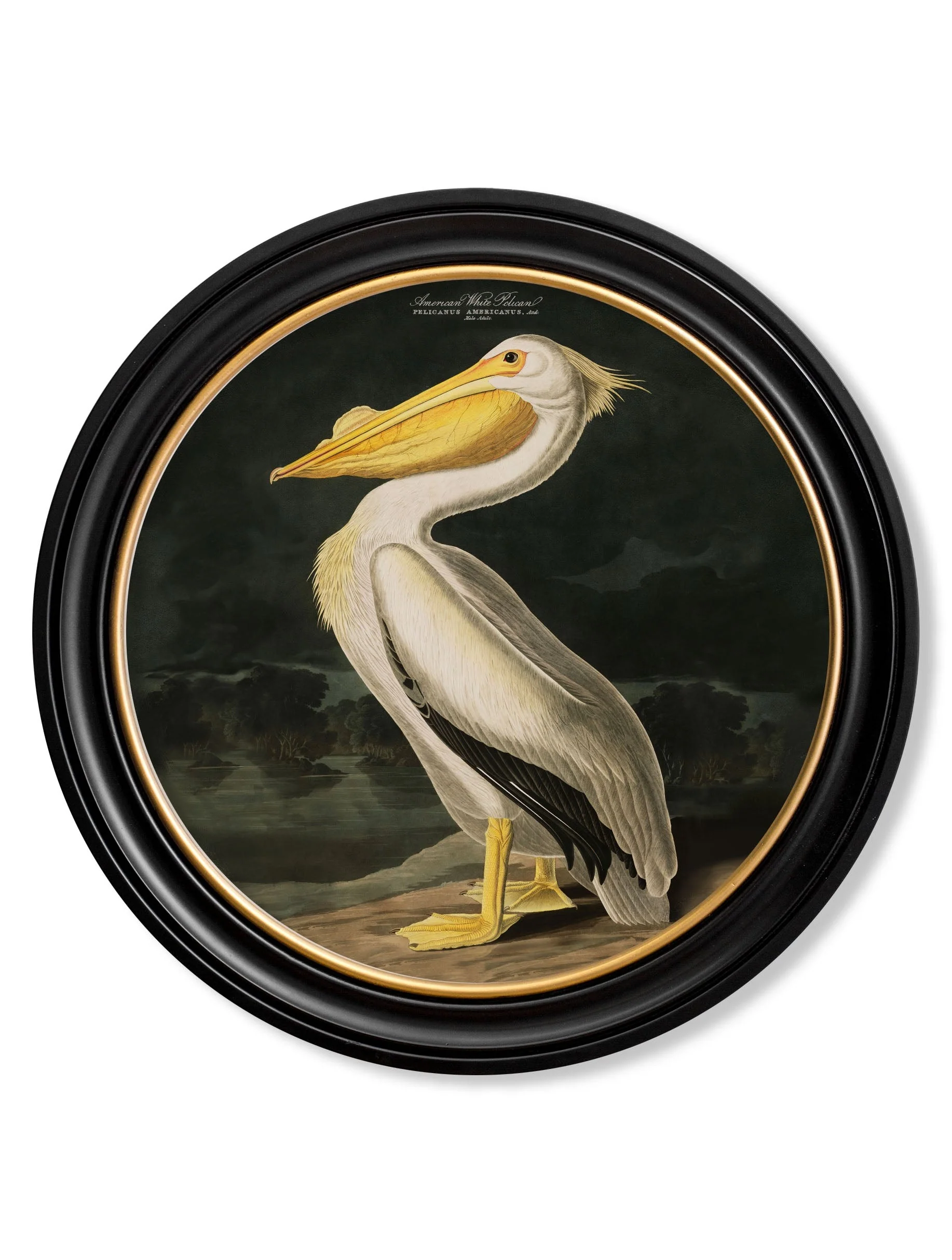 c.1838 Audubon's Birds of America in Round Frames - Image 2