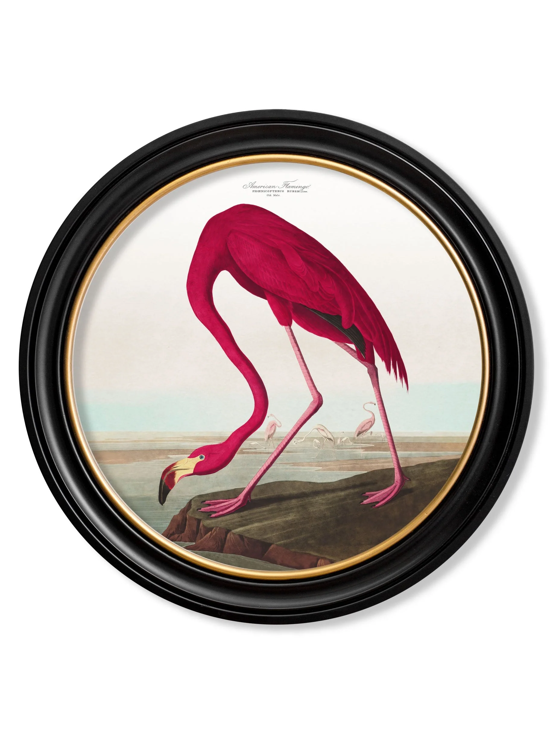 c.1838 Audubon's Birds of America in Round Frames - Image 3