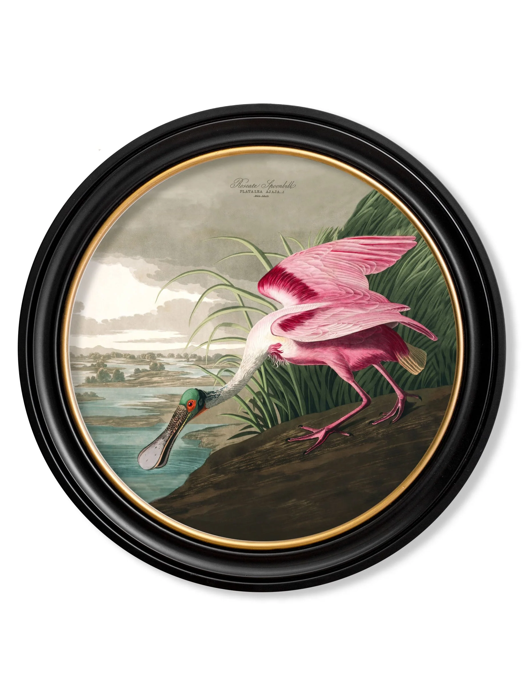 c.1838 Audubon's Birds of America in Round Frames - Image 4