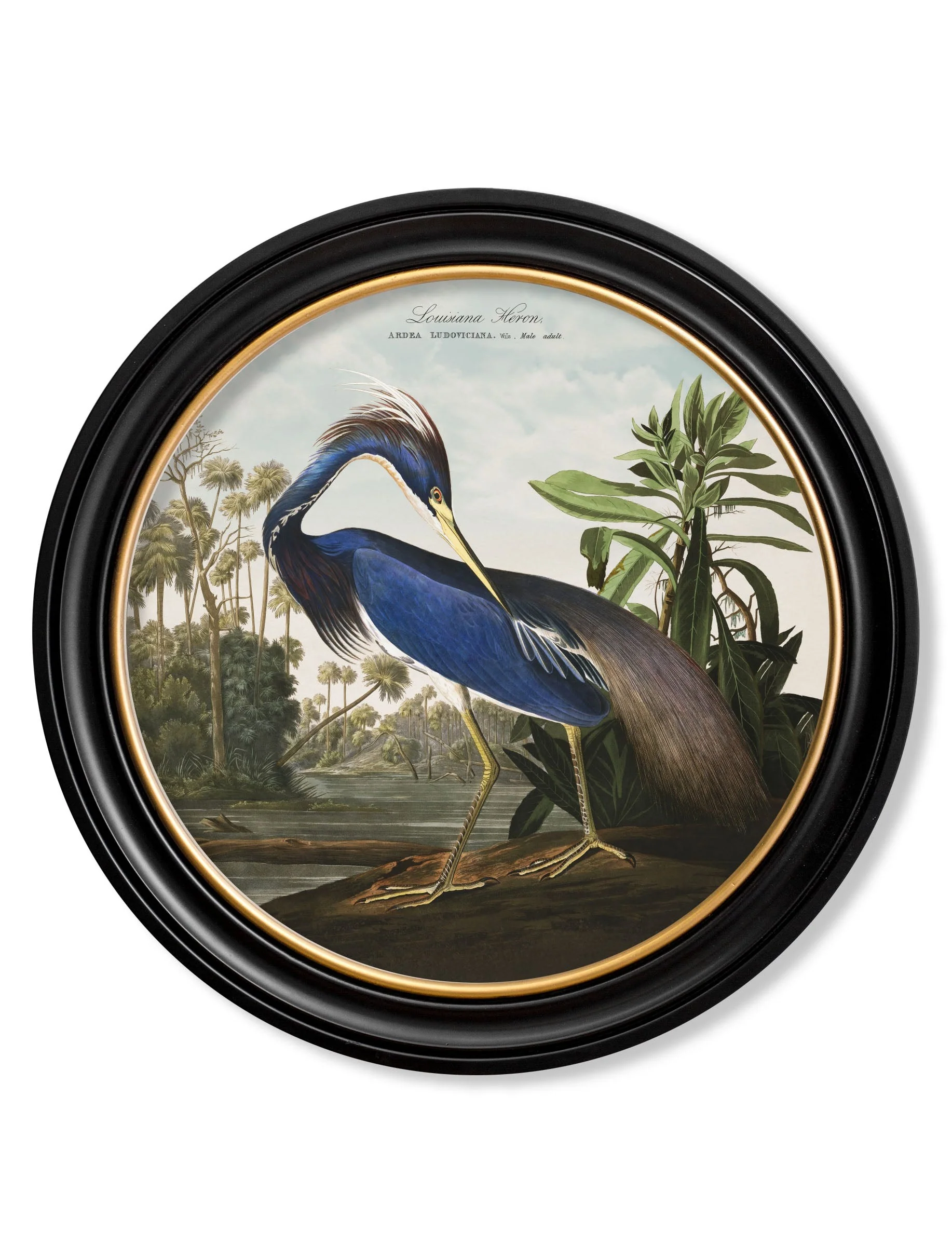 c.1838 Audubon's Herons in Round Frames - Image 2