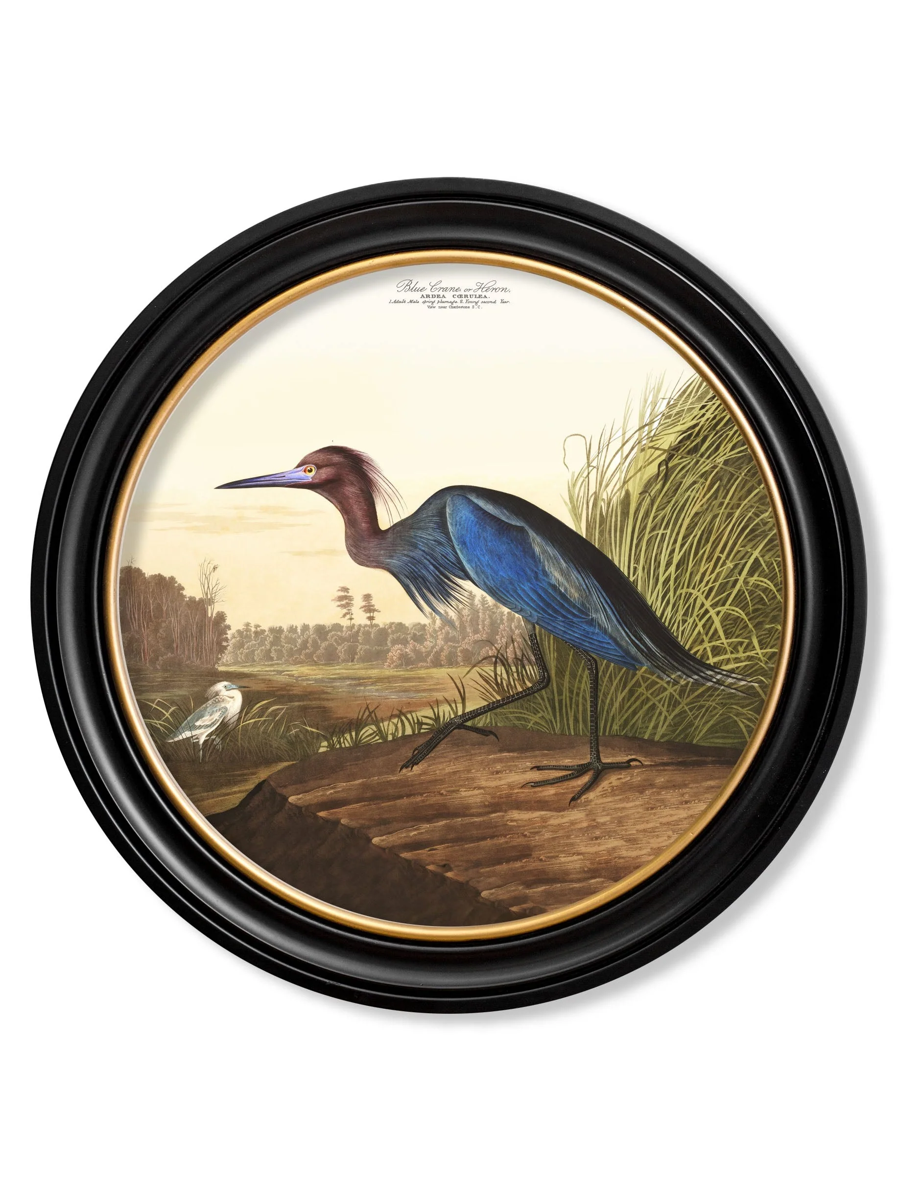 c.1838 Audubon's Herons in Round Frames - Image 3