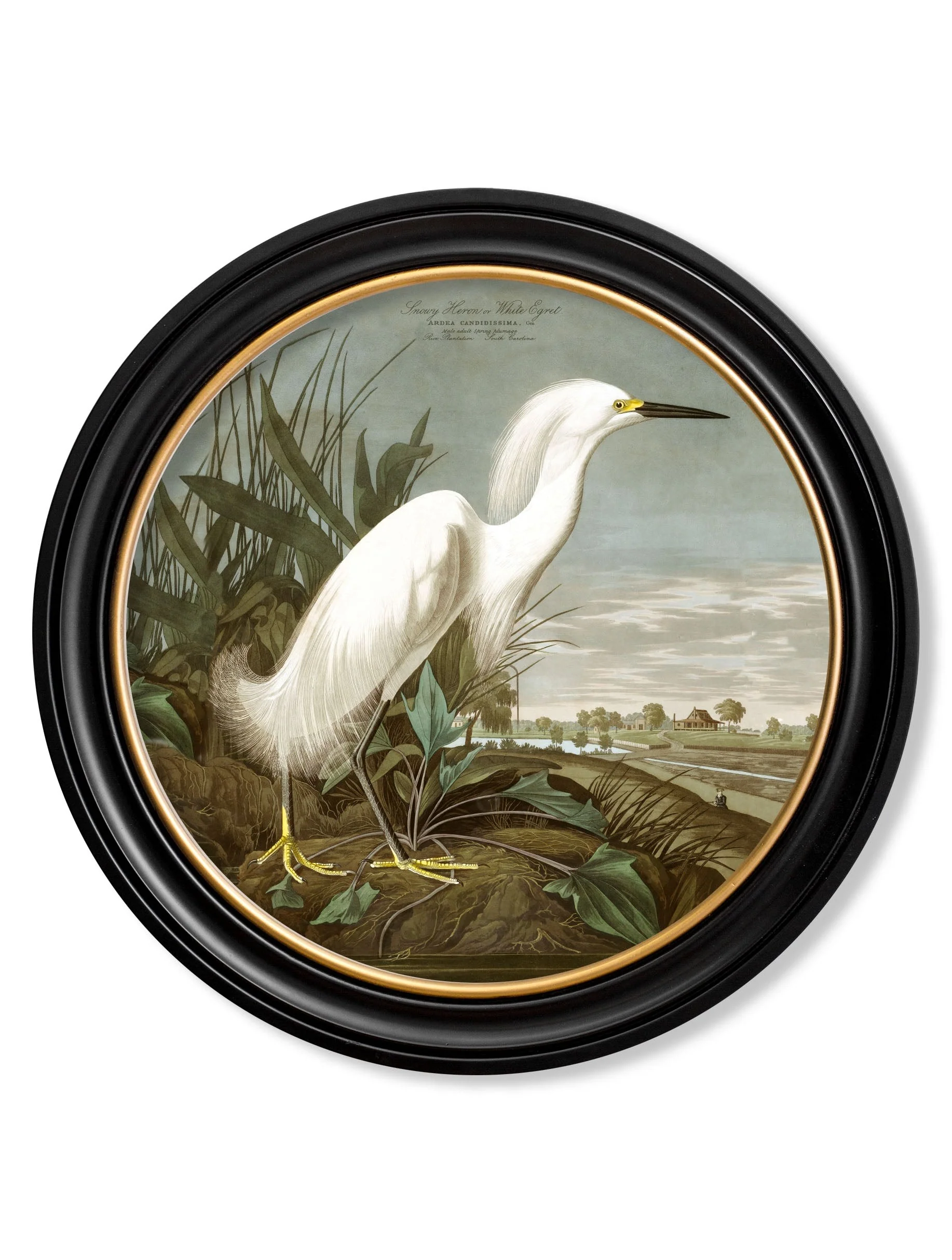 c.1838 Audubon's Herons in Round Frames - Image 4