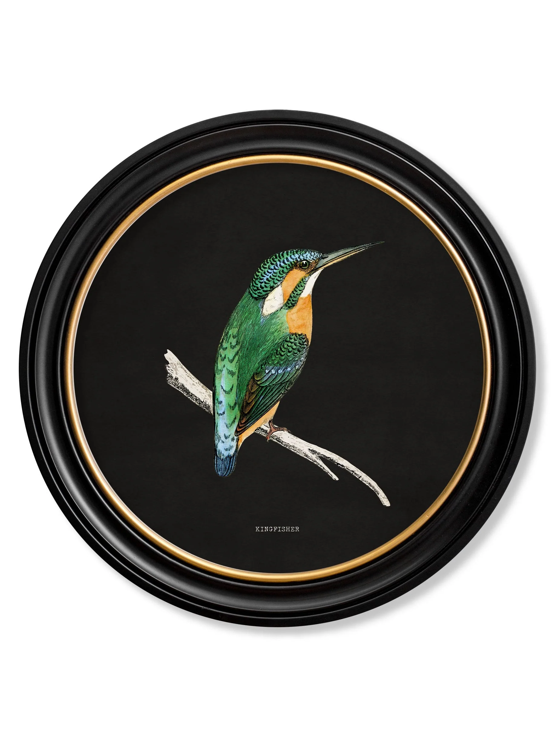 Kingfisher & Bee Eater with Black Background – Oxford Round Framed Print - Image 2