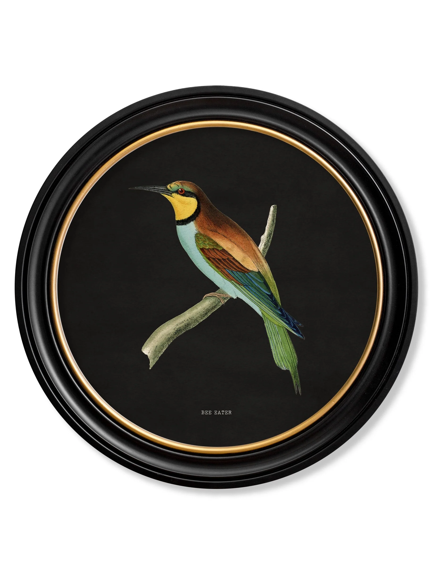 Kingfisher & Bee Eater with Black Background – Oxford Round Framed Print - Image 3