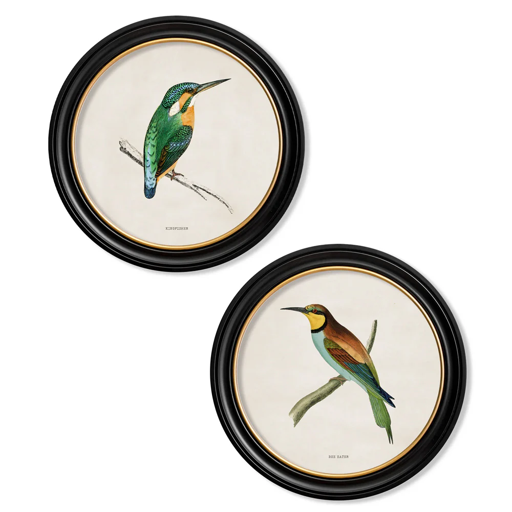 Kingfisher & Bee Eater with White Background – Oxford Round Framed Print