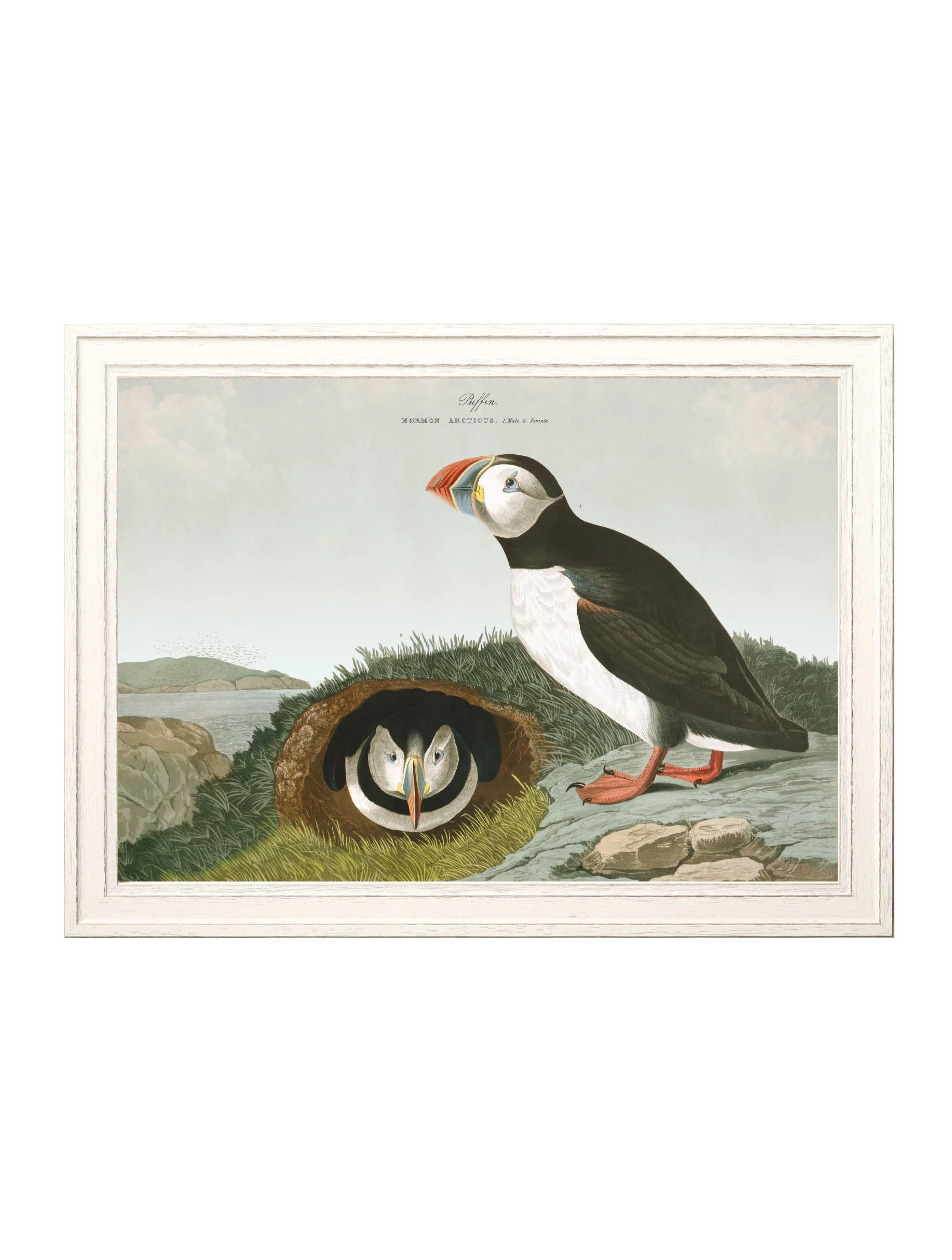 Puffins by John James Audubon – Ivory Framed Print - Image 3