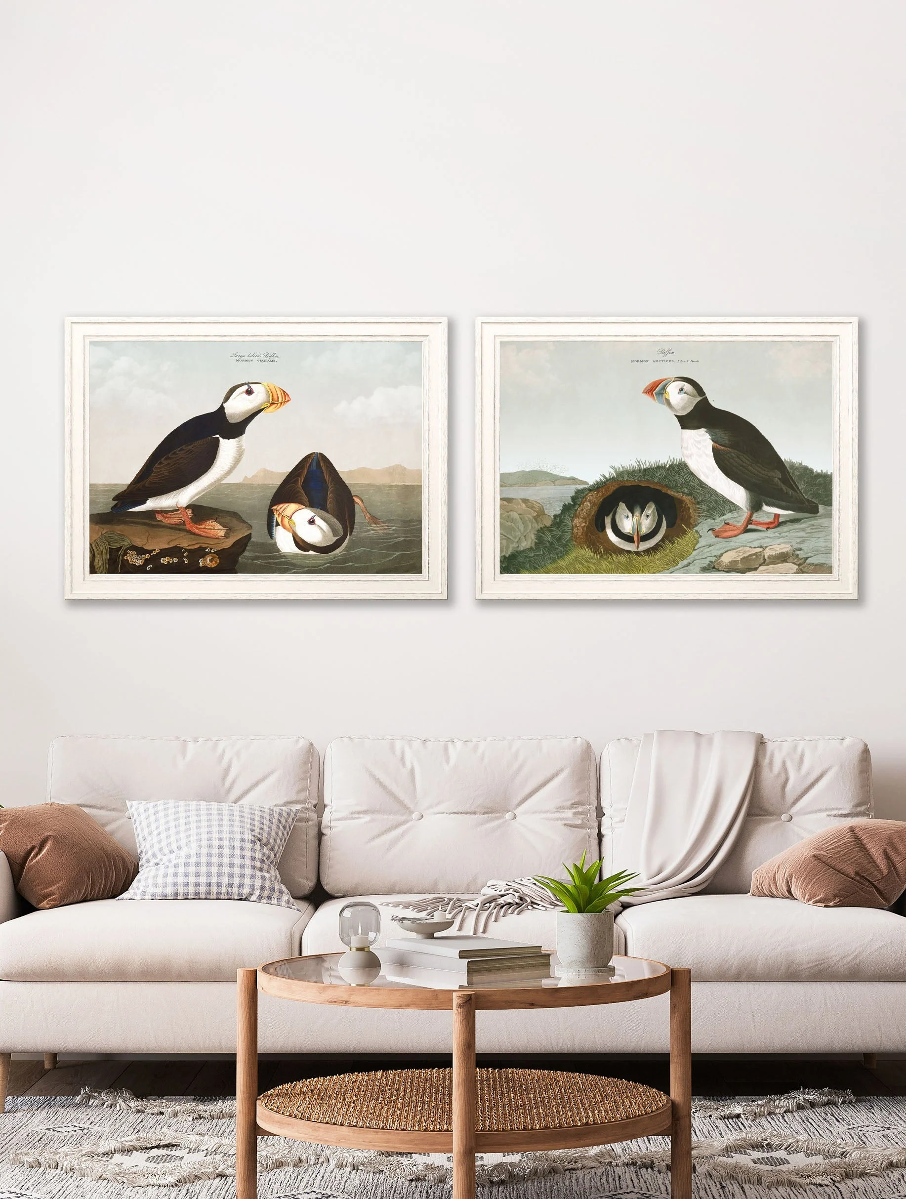 Puffins by John James Audubon – Ivory Framed Print - Image 4